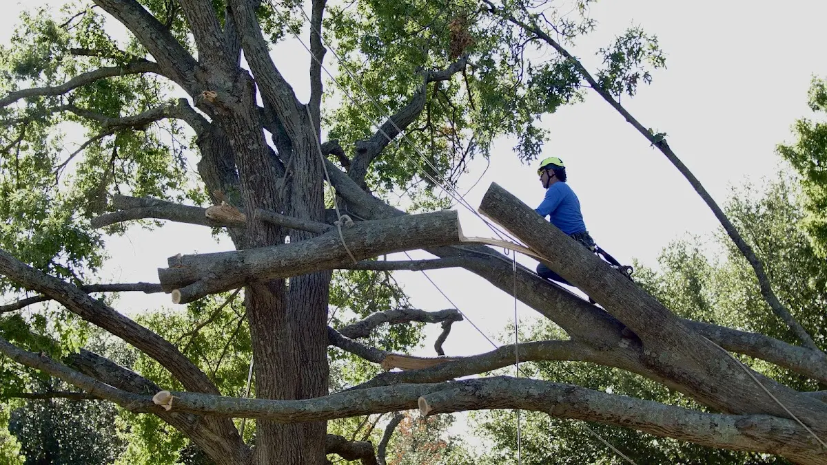 Professional Hazardous Tree Removal performed by certified arborists in Ionia