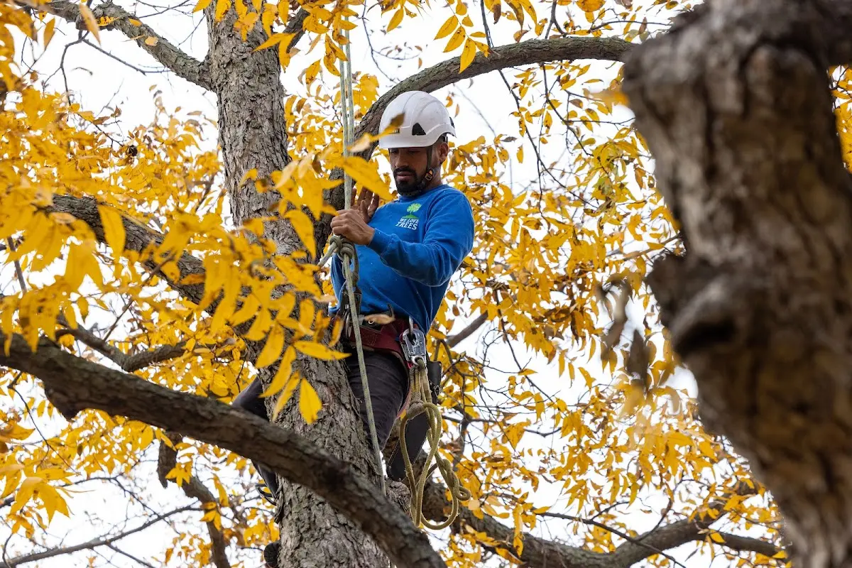 Skilled Storm Damage Cleanup crew working in Ionia
